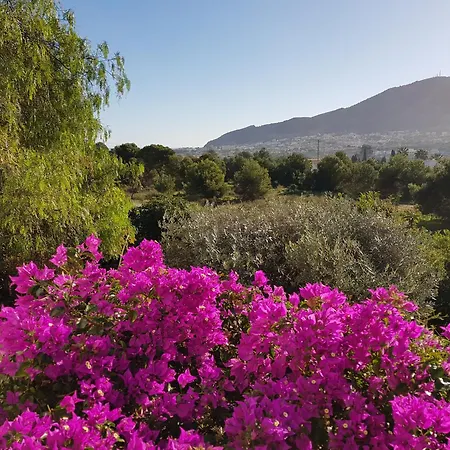 Naranjo Costa Blanca